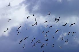 Don't you deserve to be a winner too? Eyesign Only In Pigeon Racing Winning Pigeon Racing And Racing Pigeons Strategies Pigeon Insider