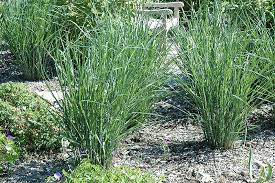 Image result for Panicum novemnerve