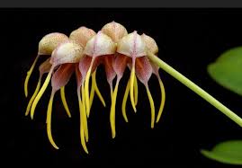 Image result for Bulbophyllum scaberulum