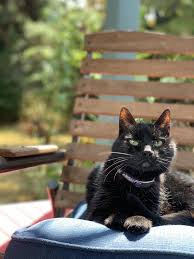 See You On The Other Side Kara Cat We Already Miss Your Creepy Stares Waiting For Treats And Aggressive Meowing For Gravy Cats Creepy The Other Side