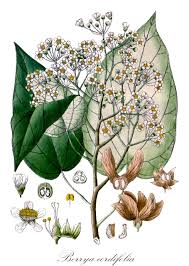 Image result for Carpodiptera africana