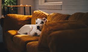 A therapy dog is a pet dog who has been trained to provide comfort, stress relief, or emotional support to a person in need. How To Certify An Emotional Support Dog Esa Doctors