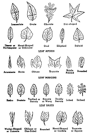 Tree Leaf Shapes Tree Identification Leaf Identification