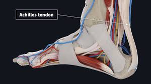 It pulls your heel toward your thigh and also flexes your knee. 3d4medical From Elsevier On Twitter The Achilles Tendon Pictured At The Top Of This Article Is The Largest And Strongest Tendon In The Human Body It Connects The Gastrocnemius And Soleus Muscles
