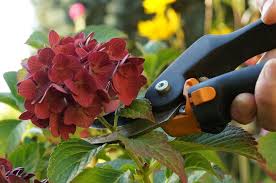 Hortensie ist nicht gleich hortensie und je nach art gelten unterschiedliche regeln für die pflege. Hortensien Schneiden Anleitung Fur Fruhjahr Und Herbst Talu De