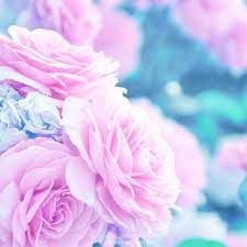 Gentle Flower Phone Wallpaper Pink Flowers Wallpaper Flower Wallpaper