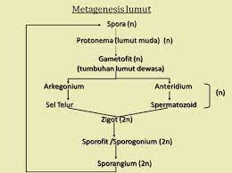 Skema metagenesis pada tumbuhan paku heterospora. Metagenesis Lumut Dan Skema Metagenesis Lumut Lengkap Dan Baru
