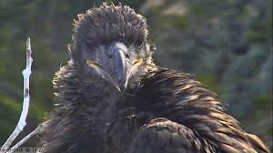 Channel Islands Bald Eagles Have Their Best Year Yet U S