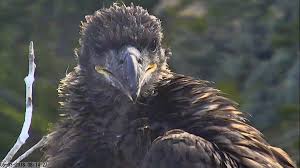 channel islands bald eagles have their best year yet u s