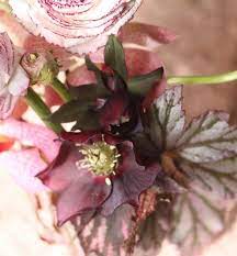 How Gorgeous Is This Colour Palette Flowers Begonia Flower Arrangements