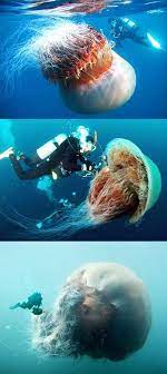 The Lions Mane Jellyfish Largest Jelly Fish In The World Found In The Boreal Waters Of The Arctic Melkmel Lion S Mane Jellyfish Lion Mane Giant Jellyfish