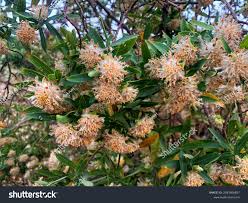 Image result for Gnidia