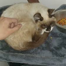To learn more about each adoptable siamese, click on the i icon for fast facts, or their photo or name for full details. Male Siamese Kitten Ksl Com