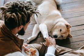 Mag Een Hond Kaas Ontdek Hier Of Het Wel Of Niet Goed Voor Je Hond Is