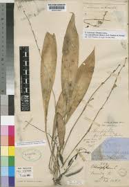 Image result for Chlorophytum sparsiflorum