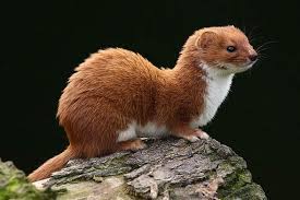 Check spelling or type a new query. Lasica Laska Mustela Nivalis Dinoanimals Pl