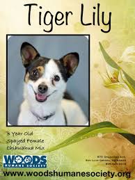Pin On Woods Humane Society