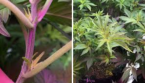 Red light for flowering stage and better yields the warmer light is seen later in the year when the sun drops lower in the sky and isn't as bright. All You Need To Know About Flowering Cannabis Plants Herbies