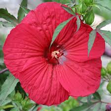 Image result for Hibiscus platycalyx