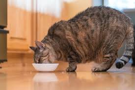 I know hes fat and overweight and i don't want to lose my furry friend so i am trying to make the changes how do i properly get my cat on a diet? Researchers Say Key To Feline Weight Loss Is Persistent Food Reduction
