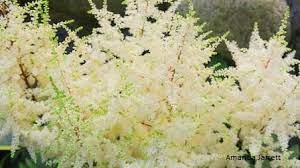 Astilbes The Garden Website Com