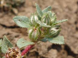 Image result for Bergia capensis