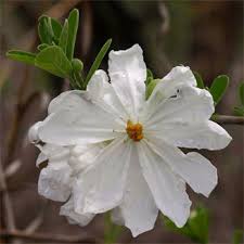 Image result for Xylotheca tettensis