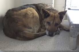 Daphne Located In Gardena Ca Will Be Euthanized 4 22 19 Black German Shepherd Dog Dog Status Dog Id
