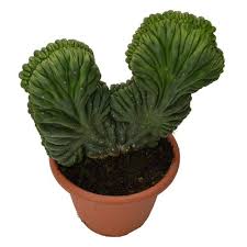 Black spots are not bad unless it i found this cactus abandoned and took it home. Trichocereus Pachanoi Forma Cristata San Pedro Avalon Magic Plants