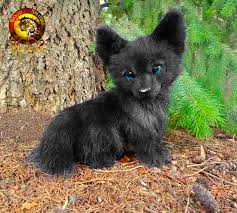 Image result for wolf cub