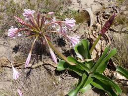 Image result for Crinum stuhlmannii