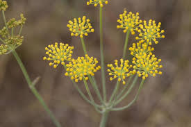 Image result for Afrosciadium