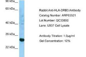 Line symbols is a collection of text symbols │ ┃ ╽ ╿ ╏ that you can copy and paste on any web or mobile app. Anti Hla Drb3 Antibody C Term Product No Abin2789532