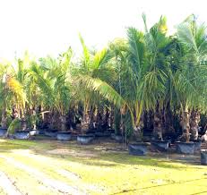 We sell fresh green coconuts, coconut water, coconut flower, coconut opener, coconut and banana trees, tropical leaves decorations, mango leaves, bamboo. Homestead Wholesale Tree Nursery Coconut Palms Wholesale Florida Coconut Palms Jamaican Certified Container Grown Buy Tree Nursery Large Planters Fruit Trees