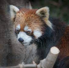Who Doesn T Like These Cute Japanese Animals Anyone Know This One That S Right You Got It A Rather Adorable And Cuddly R Japanese Animals Red Panda Animals