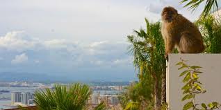 Gibraltar affen wild monkeys on the rock of gibraltar. Die Berberaffen Von Gibraltar Tierisch In Fahrt