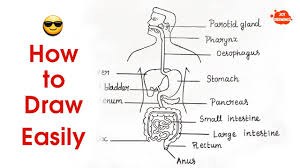 Maybe you would like to learn more about one of these? How To Draw Human Digestive System Step By Step For Beginners How To Draw Digestive System Youtube