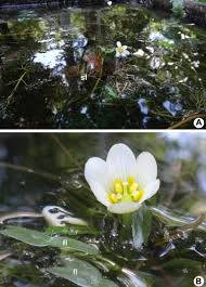 Image result for Cabombaceae