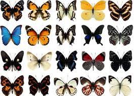 Articulos Informativos Curiosidades Curiosfera Com Clases De Mariposas Especies De Mariposas Mariposario