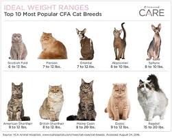 On average, a medium or small cat should weight between 7 and 13 pounds. What Should My Cat Weigh She Is Very Active 22 Inches From The Head To The Base Of The Tail And 10 Pounds Is She Overweight Quora