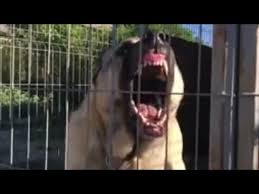 The World Strongest Dog Bite Force Of 743 Pounds Kangal The Great