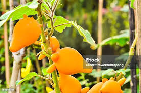 Image result for Solanum mammosum