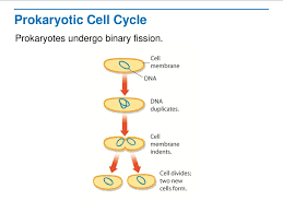 › cell cycle regulation answer key. Thursday November 10th Miss Brawley Ppt Download