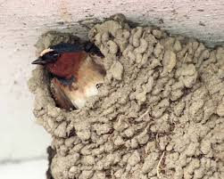 Birds That Make Nests Out Of Mud 5 2 12 Cliff Swallow Img 8573 Pet Birds Birds Nature Blogs