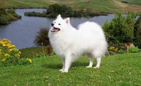 Indian Spitz Dog Price In India Features Life Expectancy Find & download free graphic resources for dog. indian spitz dog price in india