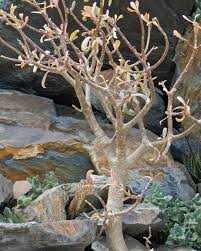 Image result for Hereroa glenensis