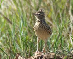 Image result for Alafia orientalis