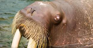 Dangerous Animals In Nile River Images | Free Photos, Png Stickers,  Wallpapers & Backgrounds - Rawpixel