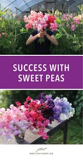 How to Grow Sweet Peas