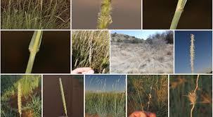 Image result for Anthephora pubescens